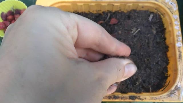 Срочно ПОСАДИТЕ ЭТО В ИЮЛЕ для зимнего урожая