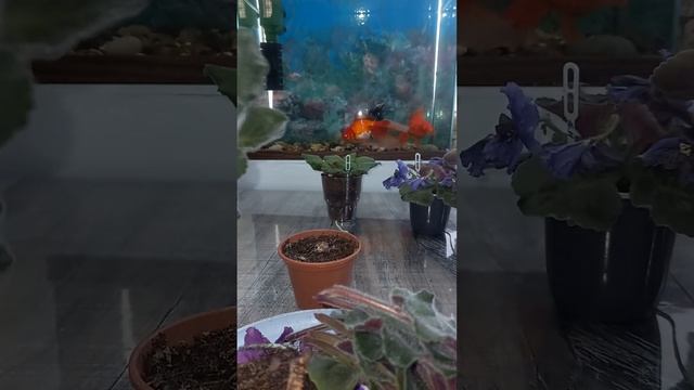 Фиалочка отцвела. Что делать?!!!