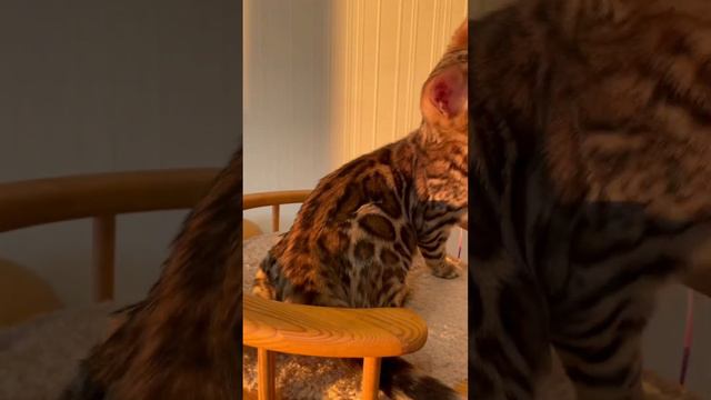 Бенгальский котёнок Стейси