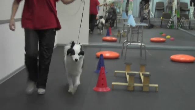 #ЭльФлаум_Честь тренировка в зале