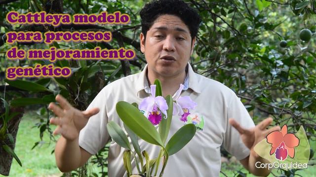 Orquídea Cattleya Warscewiczii  I Aprende A Cultivar Orquídeas Con CorpOrquídea