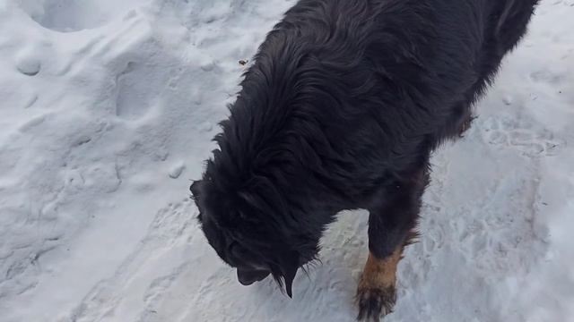 #хотошо Бату ест #куриное яйцо яйцо. и Муля тоже ☺️