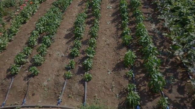 Капельный Полив На Даче