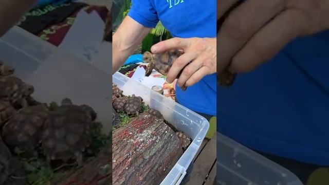 Celebrate Tortoise Guy’s Birthday ? Live!