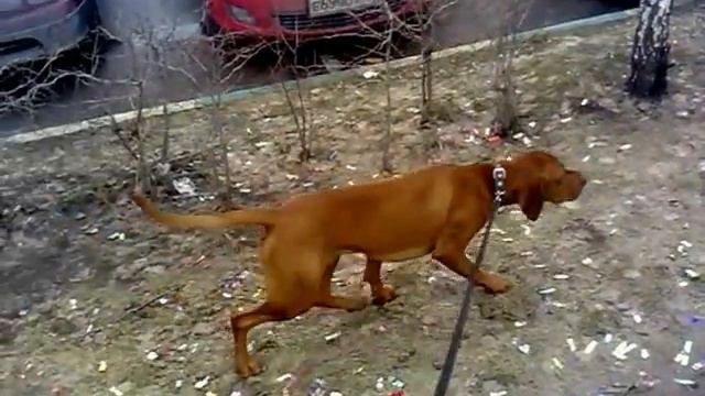 Выжла охотится на голубя (Vizsla Is Pointing The Pigeon)