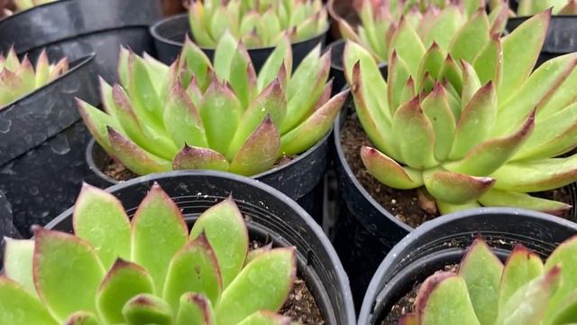 NOVIDADES e PROMOÇÕES da SEMANA - Suculentas - 15/12