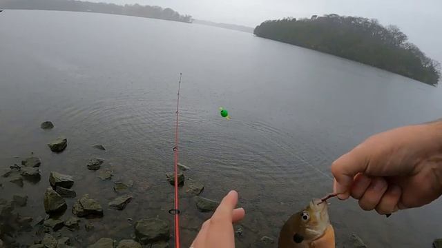 Just Some Rainy Day Bluegill Fishing From The Bank