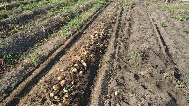 Копка картофеля