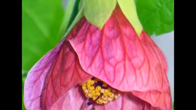 Абутилон, гибискус