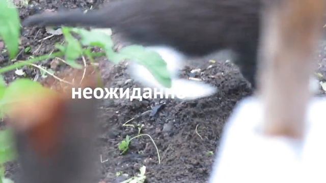 Подниматели духа и Вселятели уверенности
