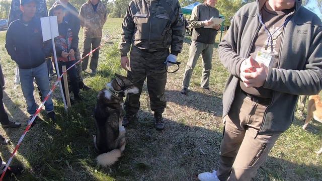 Кобели  стар  ЗСЛ