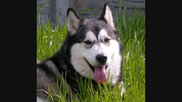 Все породы собак.Аляскинский маламут (Alaskan Malamute)