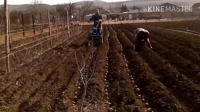 Посадка картофеля с помощью дисковых окучников . Сезон 2020 открыт!
