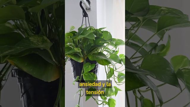Plantas Medicinales parte 20