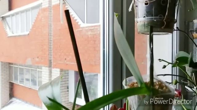 Фаленопсисы в Новом 2019г. Год хрюшки.