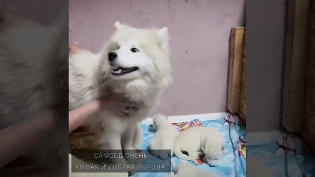 Львят выкармила мама, которая была рождена в нашем доме.свободны для, продажи 2 мальчика.