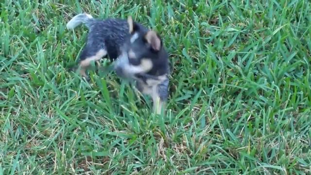 Cutest Blue Heeler Puppy 8 Weeks