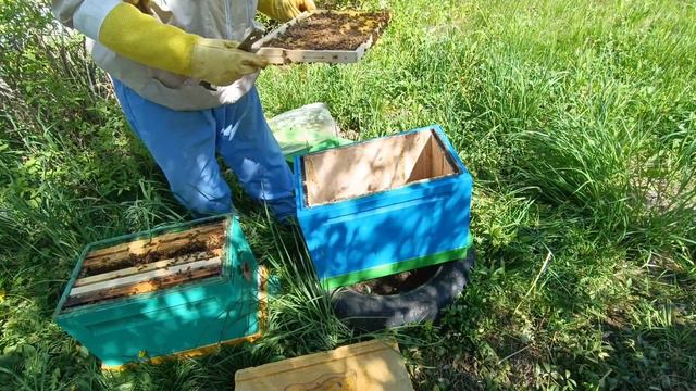 Пересадка пчел!!! Легко и просто!
