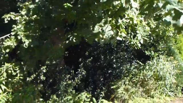 English Oak - Acorn -  Ensk  Eik - Akörn - Eikartré - Skógartré - Hnetur