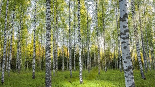 Утро в березовой роще..wmv