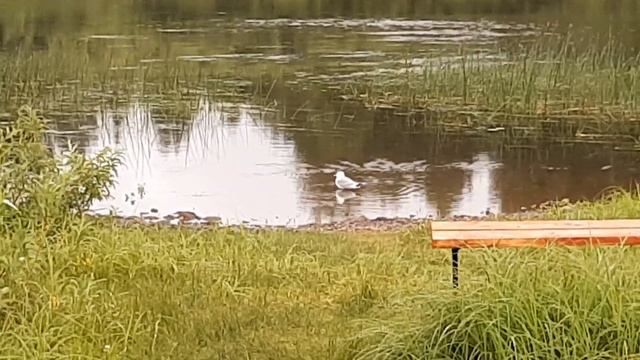 Поход. Чайку по дороге встретила ) Веду наблюдение