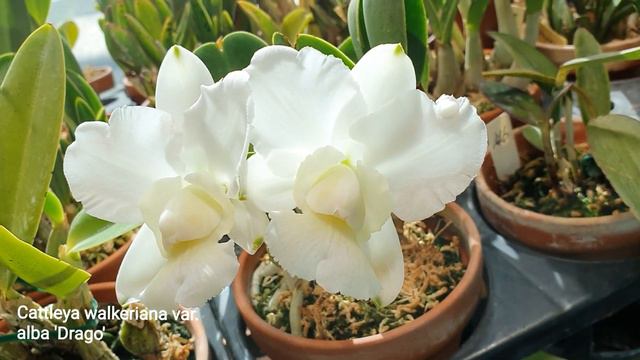 Cattleya Walkeriana Var. Alba 'Drago'