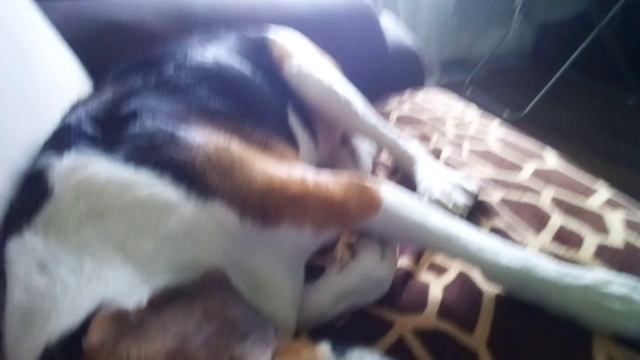 VID_20240212_114222.3gp