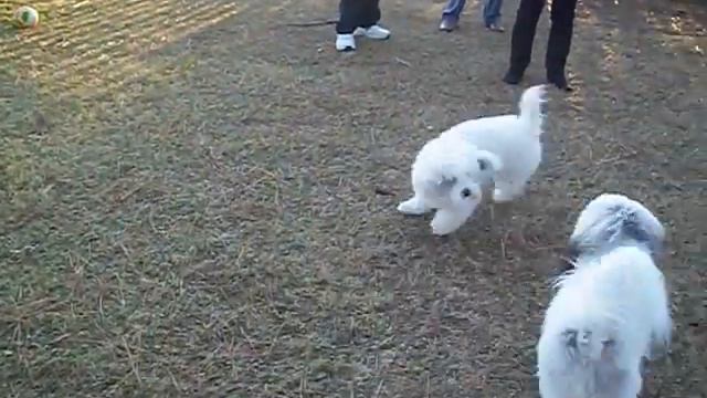Coton De Tulear Playing