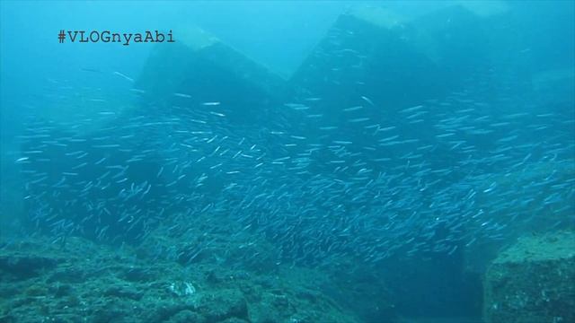 Diving In Muroto Beach Japan With Canon S110