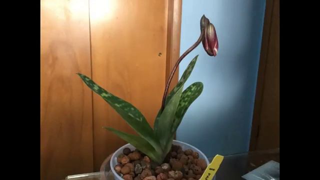 Paph Maudiae Vini CR Coloratum In Bloom