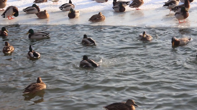 Рождественские купания