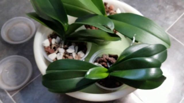 20.05.2022 Продолжаем волшебный полив, часть 2