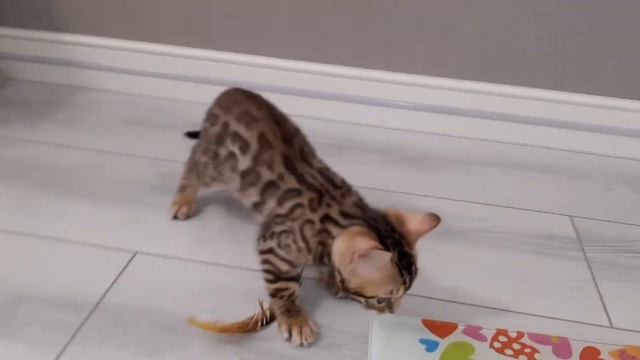 бенгальские котята