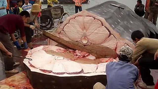 20-ка самых удивительных фотографий мира часть 2.mp4