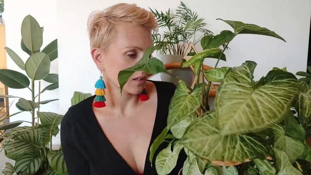 Moje Rośliny Przed Zimą | Przegląd Roślin Przez Zimą | Zmiany | PIPILOTKA