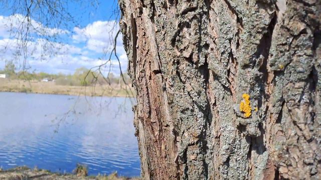 Ранняя весна