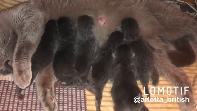 Новорождённые котята