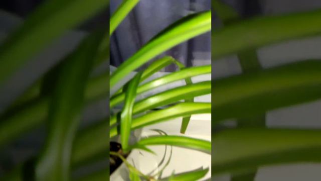 огромный цветущий Хлорофитум