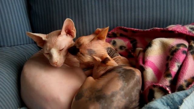 Sphynx Cats: Love Birds