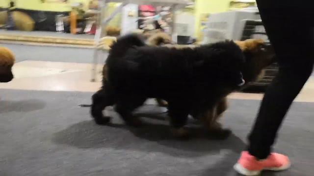 Тибетский мастиф