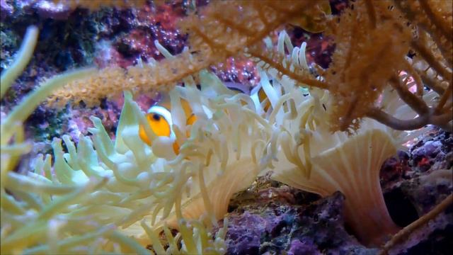 Узнайте о животных Выучите имена животных на английском Корова Коза Носорог Крокодил Утка Лев Лошад