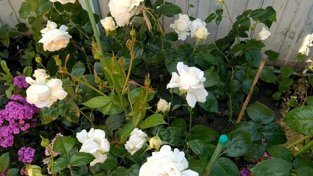 99d9faf3c10b3cc594eb27b6c7819621