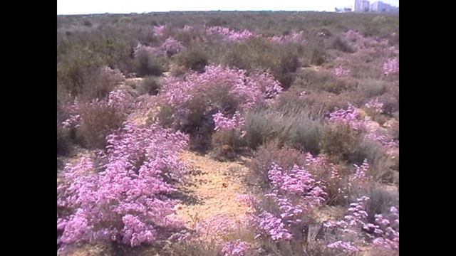 Limonium Santapolense. Endemisme. El Saladar De L'Aigua Amarga 22/5/2018