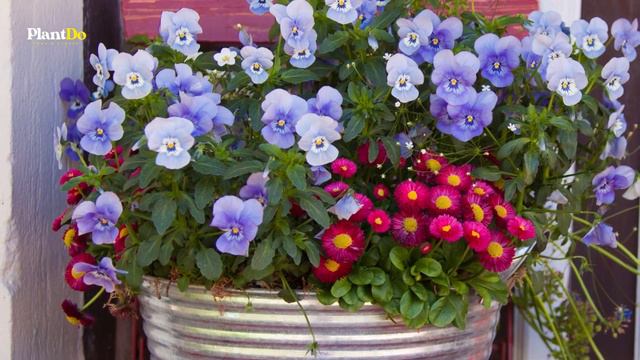 10 Fall Plants Perfect For Container Garden 🌼☀️✨