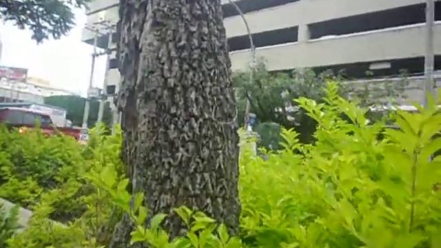 Video Macro Test