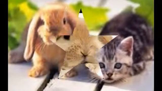 фото кролики