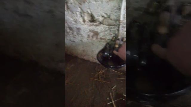 поилку для КРС поставил поросятам