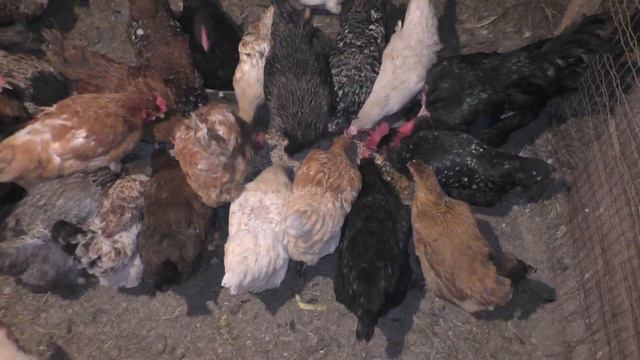 ВЛОГ💇♀️ Воскресенье сельская жизнь/Sunday Rural Life