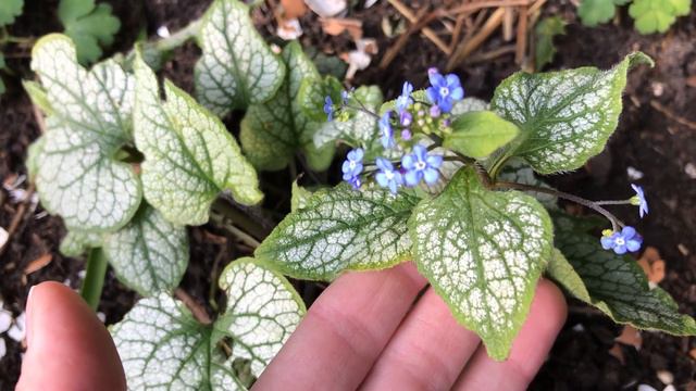 GARDEN IN APRIL I Garden Tour In April I Plants In Garden In April