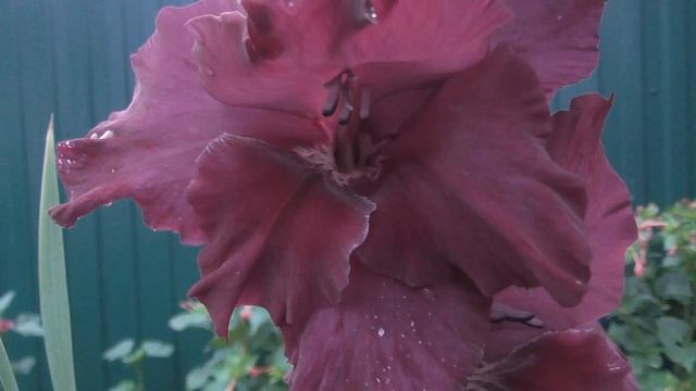 D7a32639c30b773ec02ef8fad8f32397